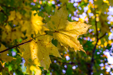 Fototapeta premium yellow leaves on trees