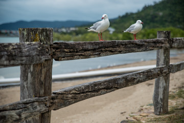 seagulls in Australia