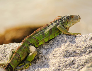 Sunning Green Iguana (Iguana iguana)