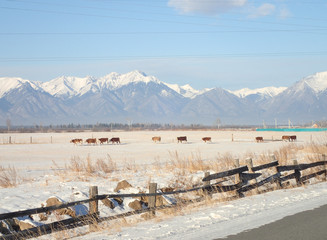 Cows graze in the mountains in winter
