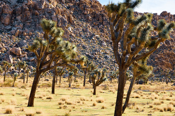 Joshua tree orchard