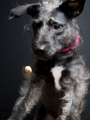 Dog Portrait