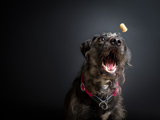 Dog Portrait