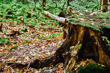 Abgesägter Baumstamm mit Moos bewachsen. Der Fokus liegt auf dem Baumstamm. Goldener Herbst im Gremberger Wäldchen - Köln/Deutschland