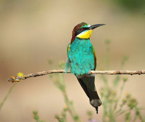 abejaruco