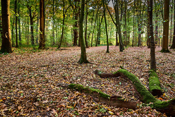 Obraz premium Laubbedeckter Waldweg im Herbst, am Rand liegen abgefallene Äste die mit Moos bewachsen sind. Gremberger Wald in Köln / Deutschland