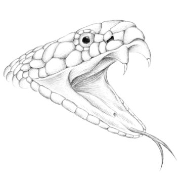  The Vector logo snake for T-shirt design or outwear.  Hunting style reptile  background.