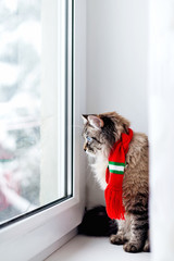 Profile of a cat with a red scarf on the neck that sits on the w