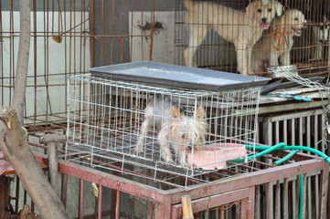 Pet shop in Shanghai with small dog in front