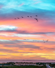 Birds in the sky at sunrise. La Manga. Spain 