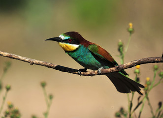 abejaruco