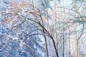 rowan tree with berries covered with snow in the winter park