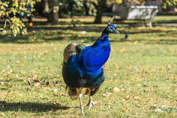 Fototapeta premium Pavão curioso em parque na cidade de Praga na República Tcheca