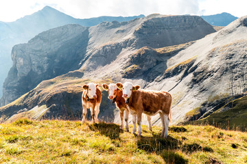 Fototapeta na wymiar young calves on an alp in the swiss mountains, switzerland