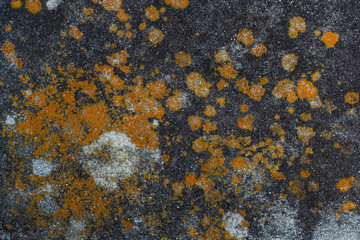 Gorgeous orange lichen on a dark weathered stone