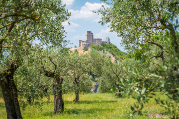 Scenic view in Assisi with the Rocca Maggiore and olive trees. Umbria, Italy.