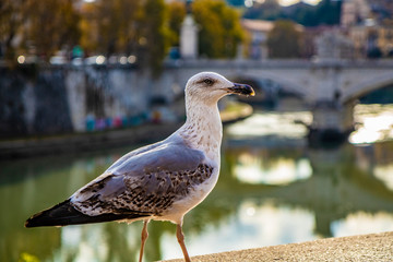 Obraz premium A seagull on the wall of the Tiber, with the Vittorio Emanuele II Bridge in the background. At sunset, in Rome, in Italy