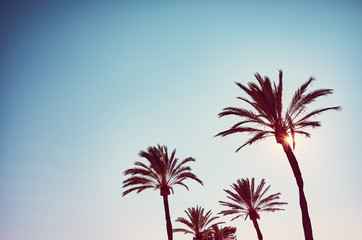 Silhouettes of palms on the cloudless sky at sunset, color toning applied. 