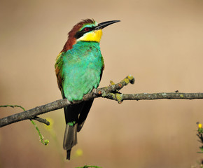 abejaruco en españa