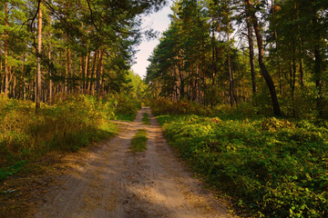 A long sandy road in a pine forest. landscape autumn.