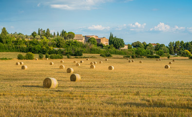 A corn field with hay bales in Assisi, Umbria, central Italy.