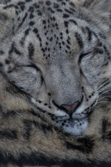 Portrait of a snow leopard sleeping