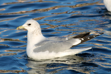 Adult Common gull (Larus canus) or mew gull in winter plumage