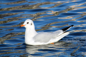 Adult Black-headed gull (Chroicocephalus ridibundus) in winter plumage
