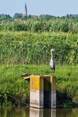 Naklejka premium A grey heron in the swamp