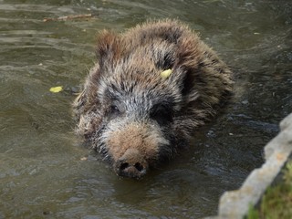 wildlife wild zoo madrid