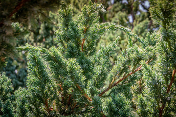 Original texture of Juniperus squamata Meyeri needles. Blue with green background of shallow...