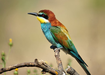 abejaruco