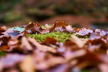 Beech seedlings closeup in the moss