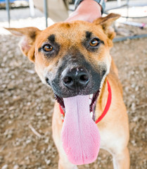 Rescue Dogs at a animal sanctuary Views around the Caribbean isalnd of Curacao