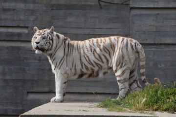 wildlife wild zoo madrid