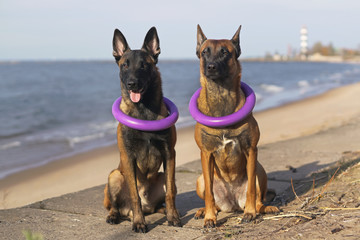 Two obedient Belgian Shepherd Malinois dogs sitting outdoors near a sea wearing two puller ring toys on their necks