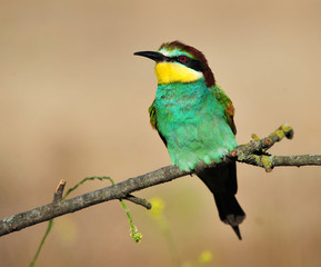 bee eater in spain