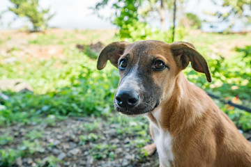 Rescue Dogs at a animal sanctuary Views around the Caribbean isalnd of Curacao