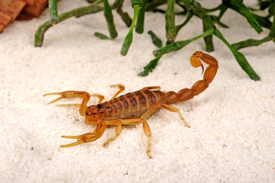 Feldskorpion (Buthus occitanus malhommei) - common yellow scorpion