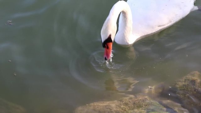 Un cigno immerge la testa sotto la superficie del lago