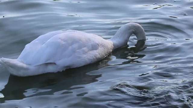 Un cigno immerge la testa sotto la superficie del lago