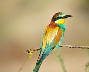 abejaruco