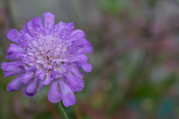 Scabious butterfly blue