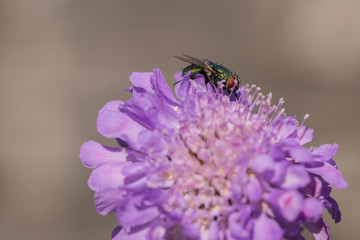 Green bottle fly on scabiuos flower head