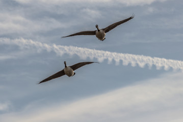 Canada Geese in Flight