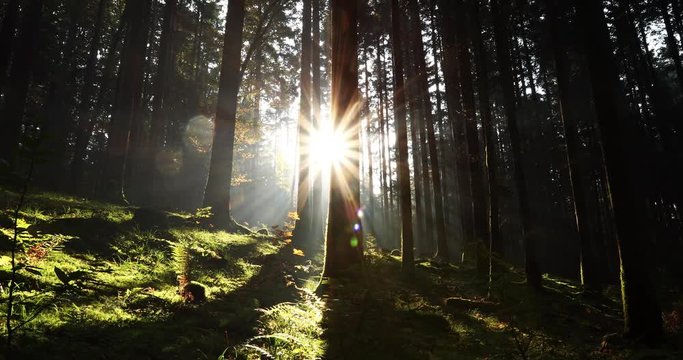 Magical sun rays in mossy forest landscape. Slow motion. Slider equipment used. 