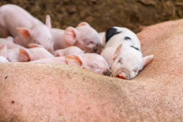 a group of piglets sleeping on a sow