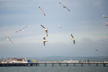 Fototapeta na wymiar Flock of herring gulls