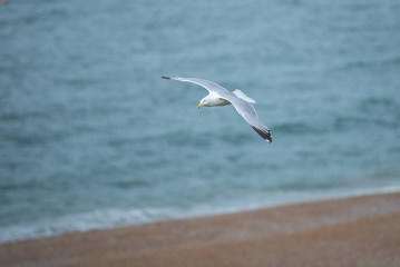 Fototapeta na wymiar Herring gull gliding above the beach