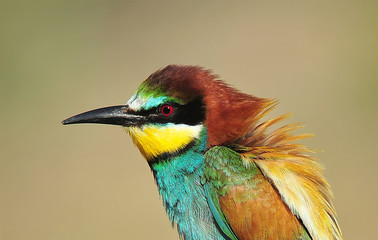 abejaruco
